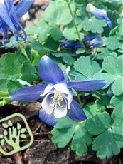 Aquilegia flabellata´Cameo Blue-White