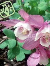 Aquilegia flabellata´Cameo Pink-White