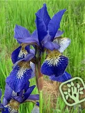 Iris sibirica´Ceasar´s Brother´