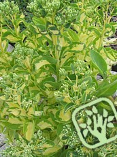 Sedum spectabile´Variegatum´ Sedum spectabile´Variegatum´