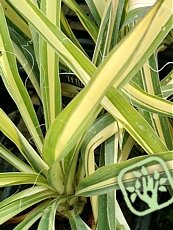 Yucca filamentosa ´Colour Guard´