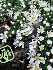 Aster ericoides 'Snow Flurry'