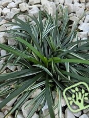 Ophiopogon japonicus ´Nana Variegata´