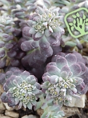 Sedum spathulifolium´Purpureum´ 