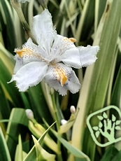 Iris tectorum ´Variegata´