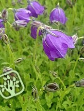 Campanula pulloides ´G.F. Wilson´