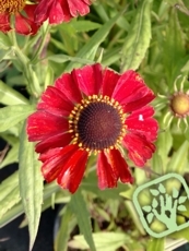 Helenium hybridum ´Ruby Tuesday´