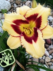 Hemerocallis ´El Desperado´ 