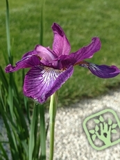 Iris sibirica ´Ewen´