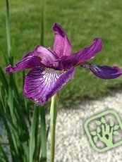 Iris sibirica ´Ewen´