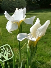 Iris sibirica ´Weiss´