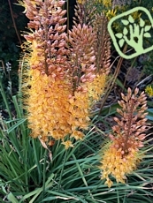 Eremurus x isabellinus