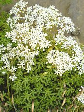 Sedum album Sedum album