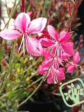 Gaura lindheimeri ´Chery Brandy´