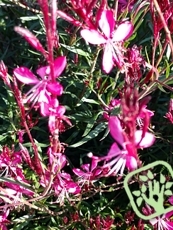 Gaura lindheimeri ´Pink Dwarf´