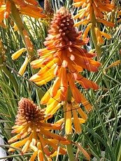 Kniphofia uvaria ´Poco Orange´