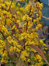 Solidago caesia 