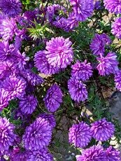 Aster novi- belgii ´Henry I Blue´