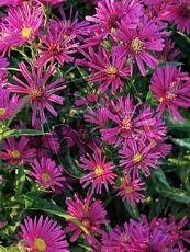 Aster dumosus´Jenny´