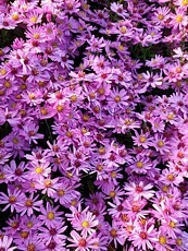 Aster dumosus´Rosenwichtel´