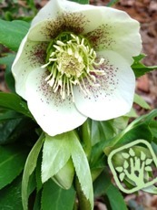 Helleborus orientalis ´White Spotted´