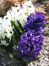 Hyacinthus orientalis 