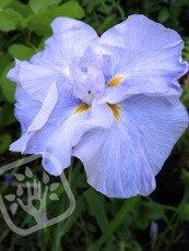 Iris ensata´Wave Action´