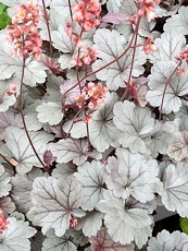 Heuchera ´Silver Gumdrop´