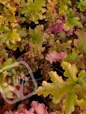 Heuchera ´Marmalade´