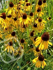 Echinacea paradoxa var. paradoxa