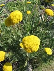 Achillea filipendulina