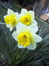 Narcissus x hybrida 