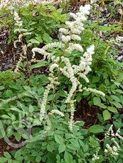 Astilbe thunbergii 'Prof. van der Wielen'