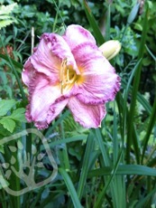 Hemerocallis ´Magic Amethist´ 