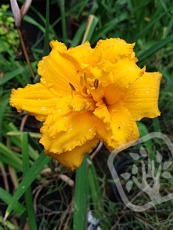 Hemerocallis ´Condilla´ 