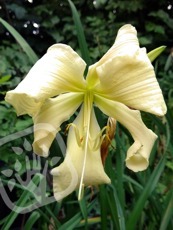 Hemerocallis ´Heavenly Curls´ 