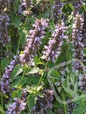 Agastache rugosa ´Black Adder´