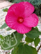 Hibiscus moscheutos ´Luna Rose´