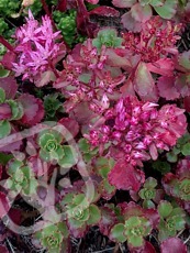 Sedum spurium´Coccineum´ 