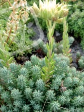 Sedum reflexum ´Glaucum Compactum´