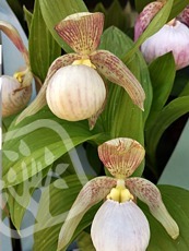 Cypripedium ´Pluto´