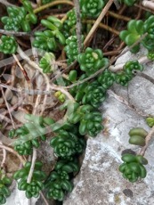 Sedum album ´Athoum´