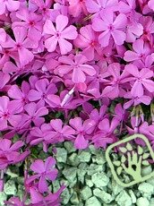 Phlox subulata´Mc. Daniel´s Cushion´