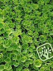 Sedum spurium