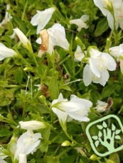 Mazus reptans´Alba´