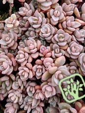 Sedum pluricaule