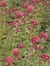 Origanum laevigatum