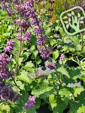 Salvia verticillata