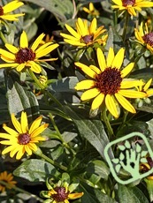 Rudbeckia fulgida´Little Goldstar´