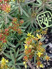 Sedum middendorffianum striatum